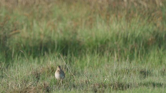 Common snipe (Gallinago gallinago). The bird sits in the grass. Wildlife.