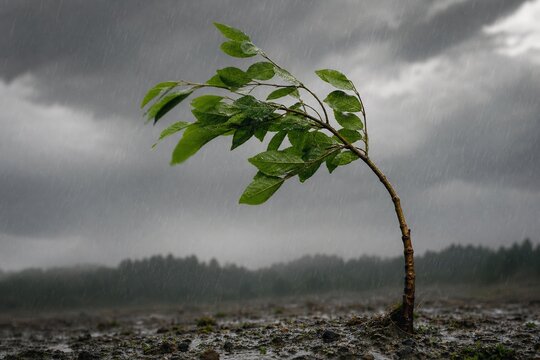 A young sapling bending in strong wind and rain during a storm.