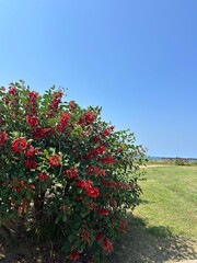 Fototapeta premium red flowering shrub near the coast under blue sky 