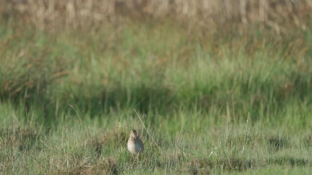 Common snipe (Gallinago gallinago). The bird sits in the grass. Wildlife.
