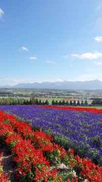 フラワーランドかみふらのと十勝岳連峰