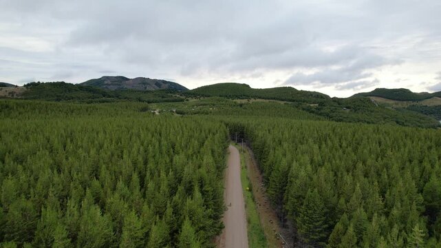 A drone shot of a lonely road sorrounded by trees