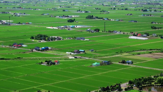 東川町の水田地帯