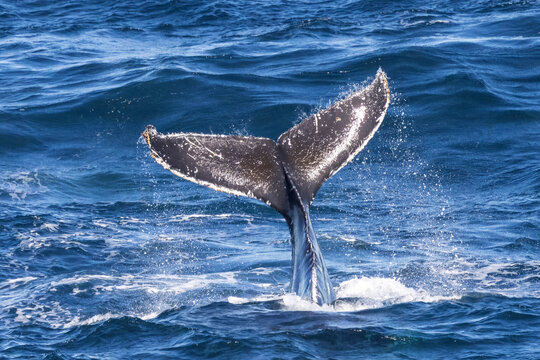 Humpback Whale tail slapping off the coast of Australia