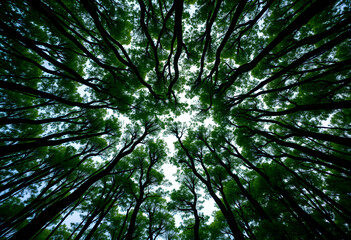 Fototapeta premium Looking up at tall green trees in forest canopy