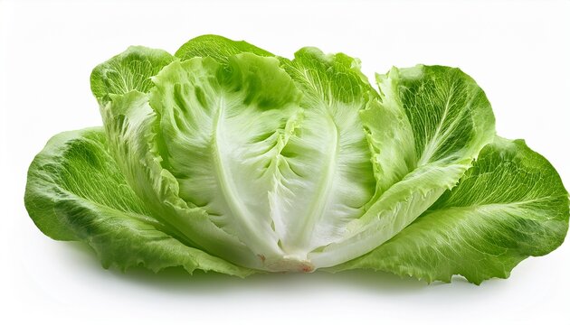 Fresh Iceberg Letuce Isolated On White Background With Clipping Path