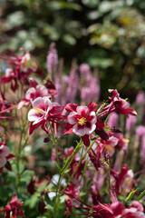 Fototapeta premium Red Hobbit Columbine