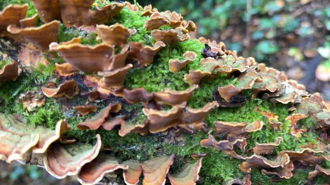 Fungus growing on a dead tree bracket mushrooms in forest background of nature in temperate area UK 4K tracking shot.