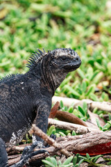Fototapeta premium Marine Iguana Resting Among Coastal Vegetation in Galapagos