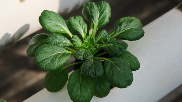 Fresh Vegetable Plant Grow in Hydroponic System