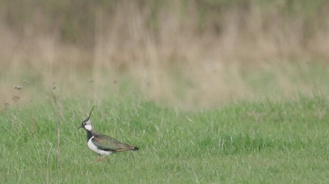 Northern Lapwing (Vanellus vanellus) standing in green grass. Wildlife. 