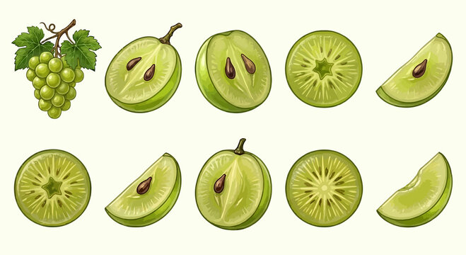 Green Grapes and Fruit Slice Cross Sections Botanical Illustration Collection on White Background