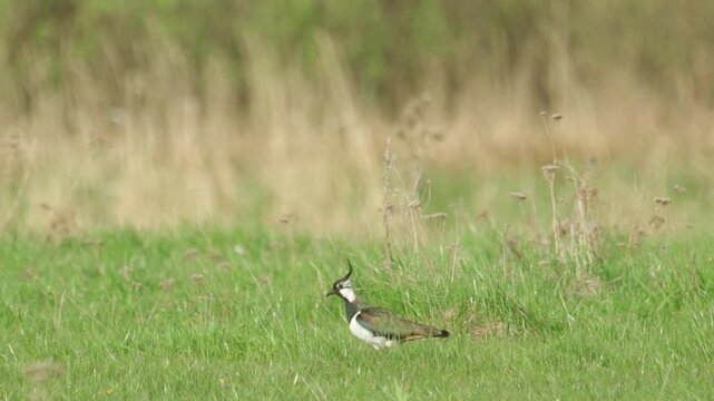Northern Lapwing (Vanellus vanellus) standing in green grass. Wildlife. Slow motion