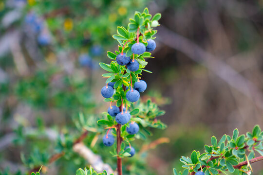 a brach of calafate (Berberis microphylla)