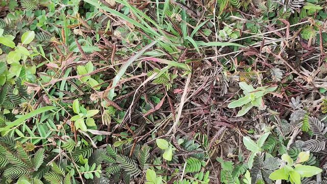 Close up of human hand touching sensitive plant or Mimosa pudica leaves closing instantly, natural reaction of plant life in ecosystem
