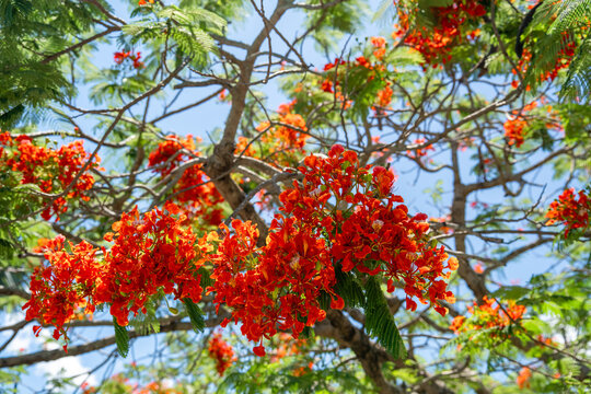 Mid shot of blooming royal poinciana tree branches densely packed with intense red flowers and distinctive pinnate green foliage.