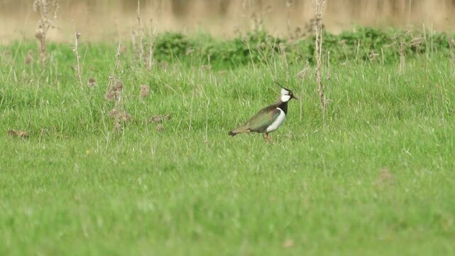 Northern Lapwing (Vanellus vanellus) standing in green grass. Wildlife. 