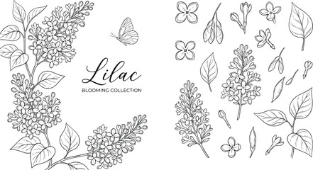 Vintage lilac blooming collection, hand drawn botanical line art set, black and white floral sketches with butterfly, elegant spring flower EPS vector © Creative Wings