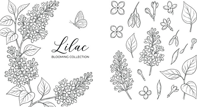 Vintage lilac blooming collection, hand drawn botanical line art set, black and white floral sketches with butterfly, elegant spring flower EPS vector