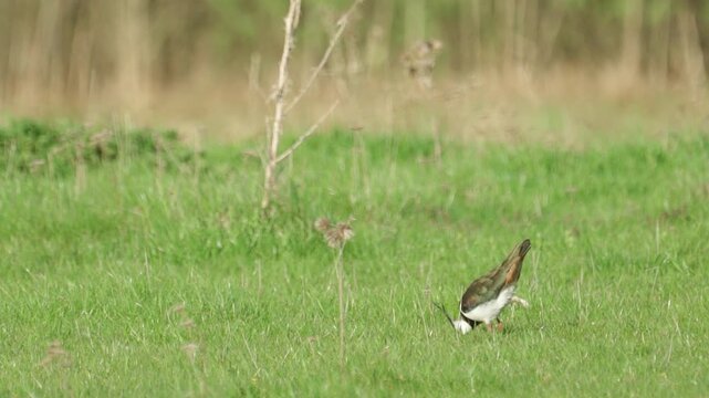 Northern Lapwing (Vanellus vanellus) standing in green grass. Wildlife. Slow motion