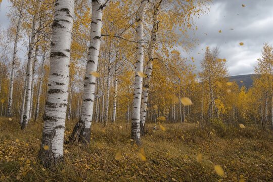 denudes. Grove of birch trees in autumn, silver bark and golden leaves falling in the wind. representing seasonal cycles and harvest abundance.