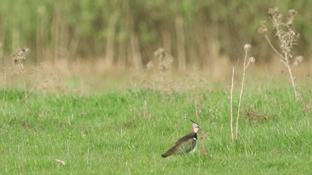 Northern Lapwing (Vanellus vanellus) standing in green grass. Wildlife. Slow motion