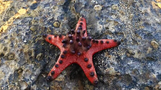 Knobbly sea star or protoreaster nodosus aka chocolate chip sea star with dark, conical knobs on its body. The starfish is found in the Indo-West Pacific region and typically inhabits intertidal zones