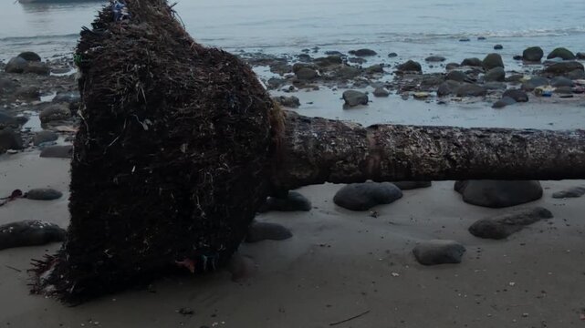 Panning shot of an uprooted coconut palm tree lying on a polluted rocky beach. 