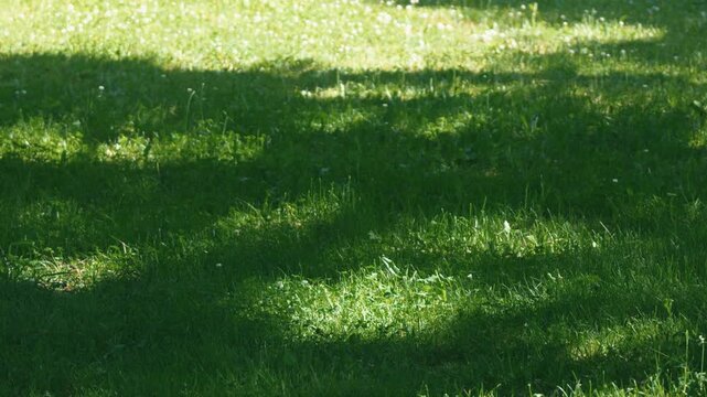 Summer grassy lawn in the shade of trees