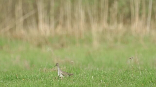 Northern Lapwing (Vanellus vanellus) standing in green grass. Wildlife. Slow motion