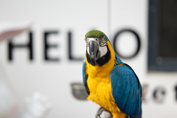 blue and yellow macaw © feng