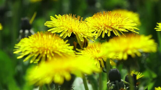 百合が原公園のタンポポ