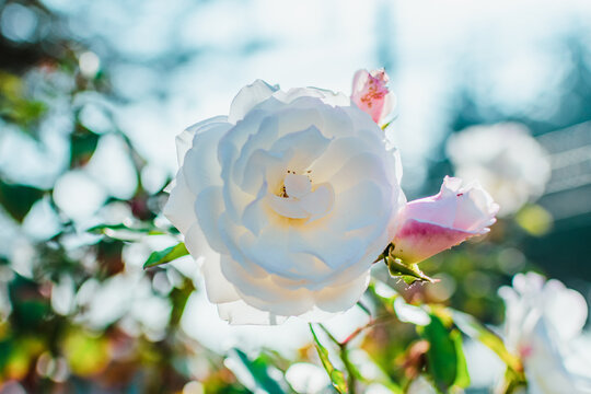 rosa blanca con desenfoque de fondo