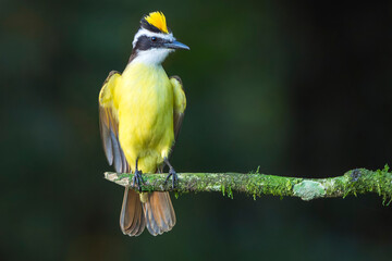 Obraz premium Great kiskadee (Pitangus sulphuratus) perched on a branch displaying yellow crest in Costa Rica