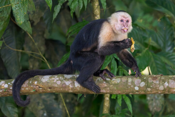 White-faced capuchin (Cebus capucinus) perched on a branch eating fruit in Costa Rica © Thorsten Spoerlein