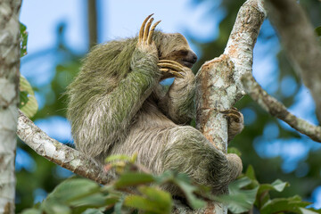 Brown-throated three-toed sloth (Bradypus variegatus) grooming itself in a tree in Costa Rica © Thorsten Spoerlein