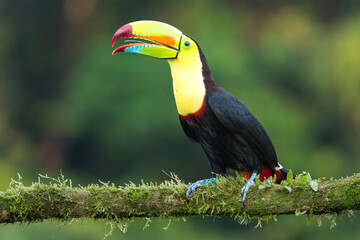 Keel-billed toucan (Ramphastos sulfuratus) portrait against a blurred rainforest background in Costa Rica © Thorsten Spoerlein