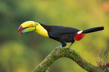Keel-billed toucan (Ramphastos sulfuratus) portrait against a blurred rainforest background in Costa Rica © Thorsten Spoerlein