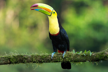 Keel-billed toucan (Ramphastos sulfuratus) portrait against a blurred rainforest background in Costa Rica © Thorsten Spoerlein