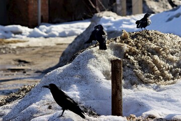 Obraz premium A group of black crows foraging on a dirty melting snowdrift in a city street, capturing the harsh transition of late winter into spring with a gritty urban atmosphere