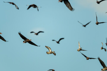 Fototapeta premium Flock of Black-bellied whistling ducks (Dendrocygna autumnalis) flying across a blue sky in Costa Rica