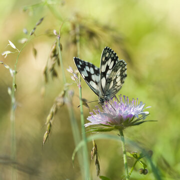 Schachbrettfalter, Melanargia galathea, auf einer Acker-Witwenblume, Knautia arvensis, auf einer Wiese 
