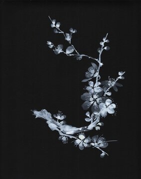 Moonlit Plum Blossoms &ndash; Traditional Chinese Ink Painting on Black Background