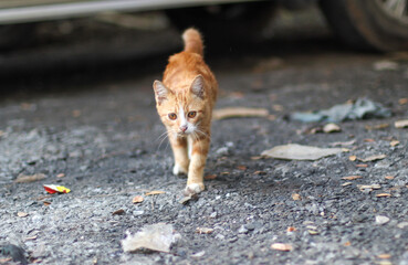 Cute ginger kitten walking forward on the ground © aikshwe