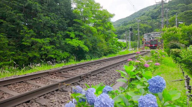 紫陽花と箱根登山電車