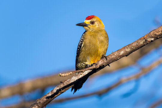 Front view of a Hoffmann's woodpecker (Melanerpes hoffmannii) perched on a branch in golden morning light in Tarcoles, Costa Rica