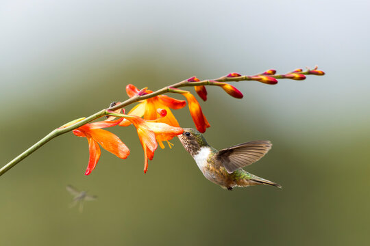 Side view of a volcano hummingbird (Selasphorus flammula) hovering in flight to drink nectar from a red flower in Dota, Costa Rica