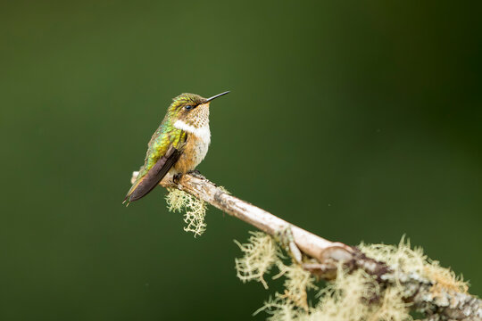 Side view of a volcano hummingbird (Selasphorus flammula) perched on a branch against a blurry green background in Dota, Costa Rica