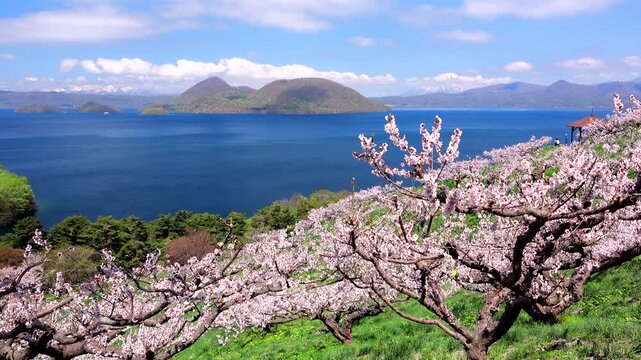 壮瞥公園の梅林と洞爺湖