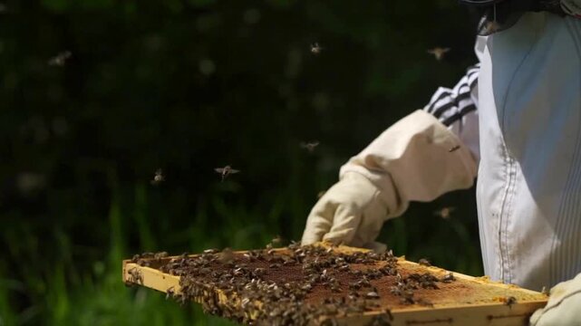 Beekeeper in protective clothing holding honeycomb frame covered with bees outdoors in a natural setting with greenery